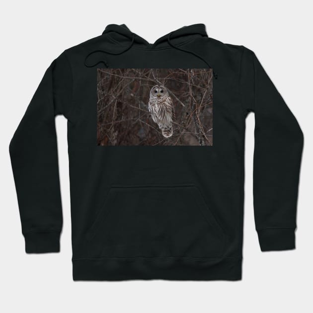 Barred Owl - Kanata, Ont Hoodie by Jim Cumming